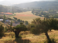 Olivar junto al camino y vega del Tajuña cubierta de amapolas al fondo