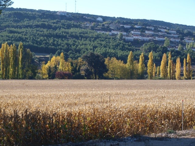 Maizal y Encina de la Huerta a lo lejos