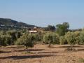 Finca con olivares y palacio al fondo