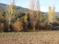 Bosque de ribera, arroyo de la Vega