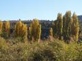 Chopos en el río en otoño