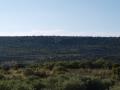 Olivares abandonados y monte mediterráneo a lo lejos (Peña Ambite)