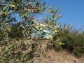 Detalle de rama de olivo con aceitunas comenzando su maduración